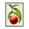 Stupell Industries Vintage Fruit Peach Painting in Black Frame Wall Art